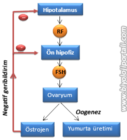Dişi üreme sisteminin hormonal kontrolü